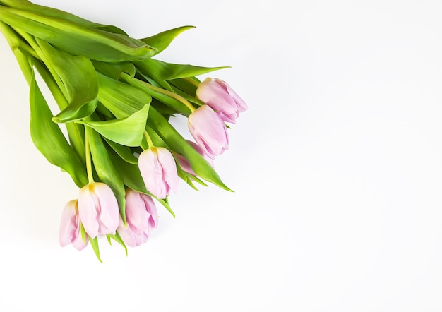 Primavera bellissimi fiori di tulipano su sfondo bianco. Festa della mamma, composizione floreale decorativa festiva della cartolina d'auguri.