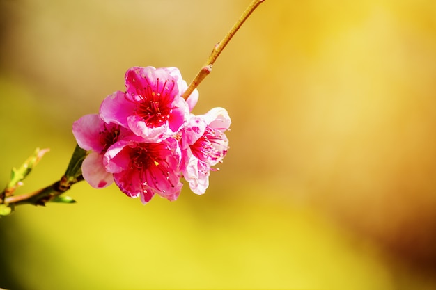 Primavera, bellissimi fiori rosa sui rami degli alberi.