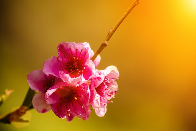 Primavera, bellissimi fiori rosa sui rami degli alberi.