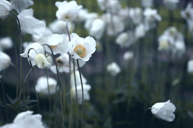 Primavera - bellissimo anemone in giardino