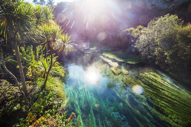 Primavera blu insolita in Nuova Zelanda. Bellissimi paesaggi naturali