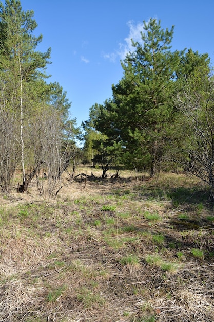 primavera bosco