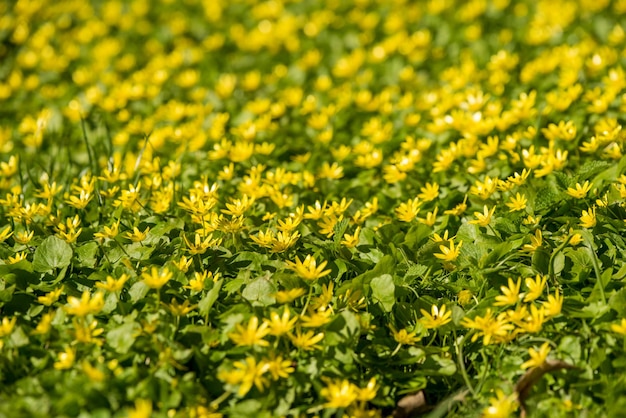 Primavera Chistyak Radura di fiori gialli di primavera Chistyak nella foresta o nel parco