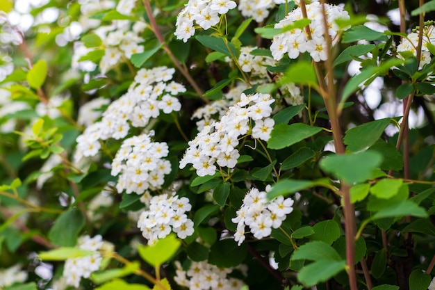 Primavera con abbondanti fiori bianchi sull'albero