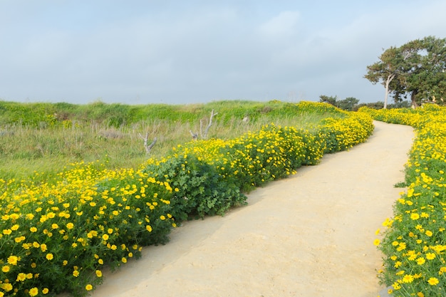 Primavera con bellissimi fiori gialli