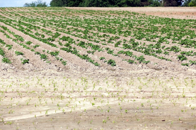 Primavera del campo di patate