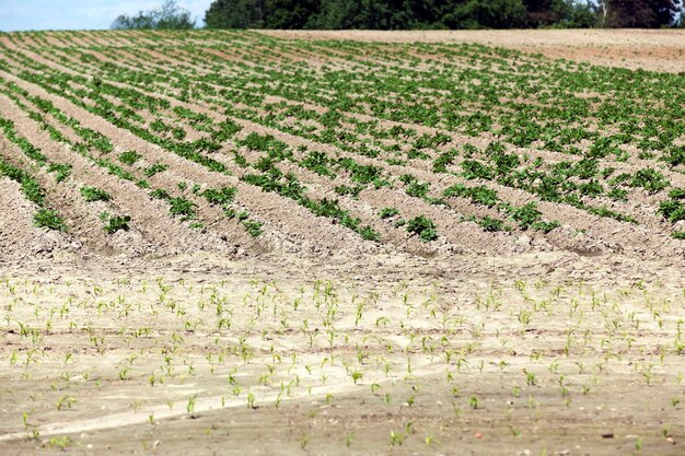 Primavera del campo di patate