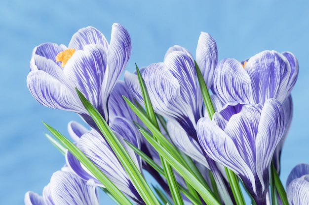 Primavera delicati fiori di colore blu, bouquet di croco. Sfondo floreale naturale con spazio di copia. Chiuda sui petali del fuoco selettivo dei tulipani.