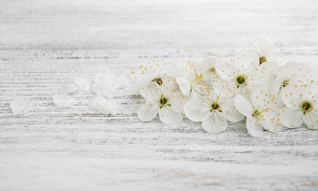 Primavera di fiori di ciliegio