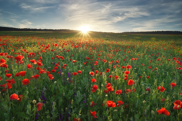 Primavera di fiori di papavero