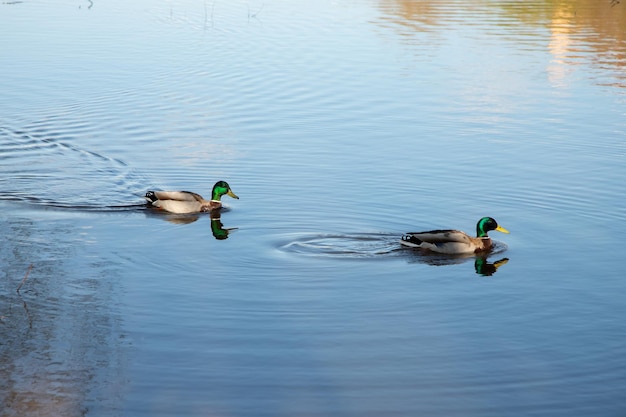 Primavera due anatre drake galleggiano sul fiume Giornata di sole anatre si riflettono nell'acqua Anatre selvatiche con teste verdi