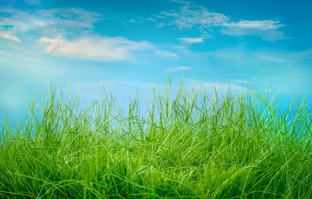 Primavera erba verde e sole su sfondo blu cielo