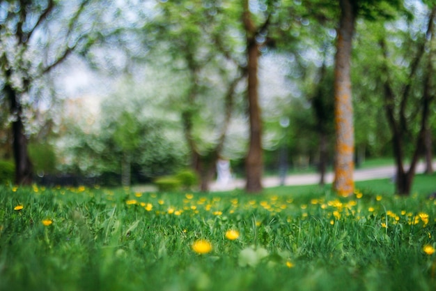 primavera estate sfondo di erba verde e fiori posto per il testo