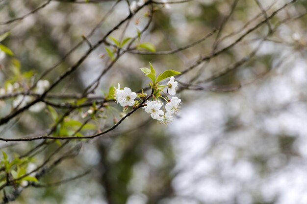 Primavera fiori bianchi Ciliegia in fiore in primavera Sfondo fiore naturale