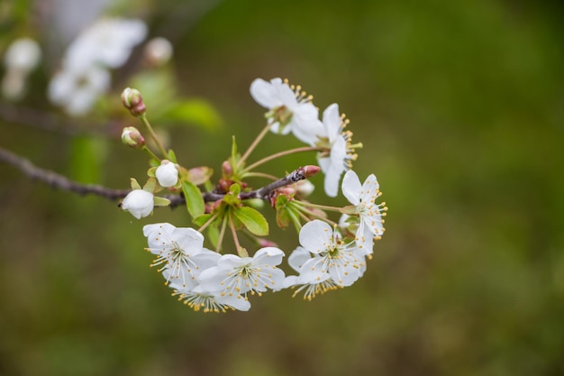 Primavera fiori bianchi Ciliegia in fiore in primavera Sfondo fiore naturale