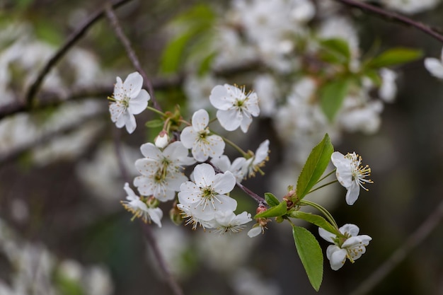 Primavera fiori bianchi Ciliegia in fiore in primavera Sfondo fiore naturale