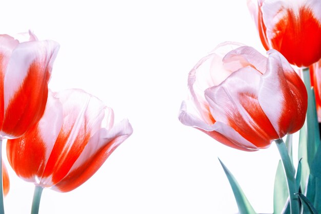 primavera fiori colorati tulipani collezione floreale