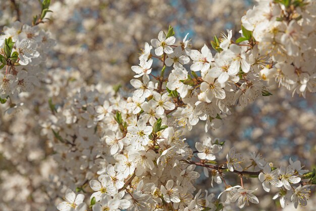 Primavera fiori di ciliegio fiori bianchi