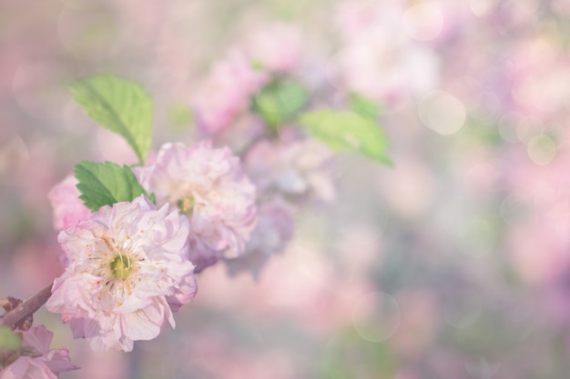 Primavera fiori di ciliegio, fiori rosa su sfondo pastello