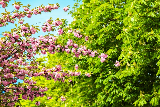 Primavera Fiori di ciliegio, fiori rosa.