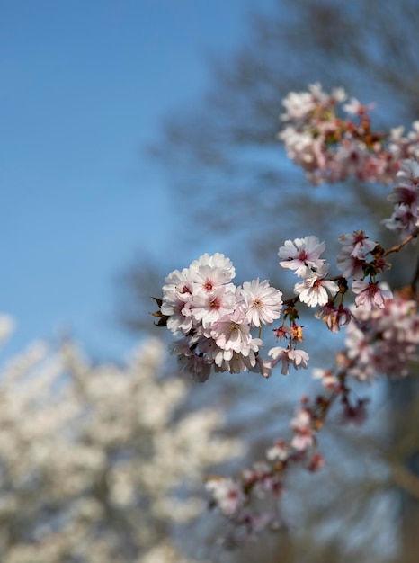 primavera fiori di ciliegio parco albero natura flora pianta