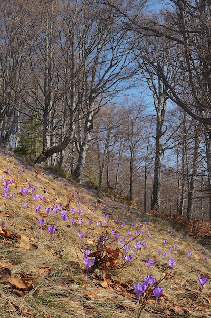 Primavera fiori di croco foresta di montagna