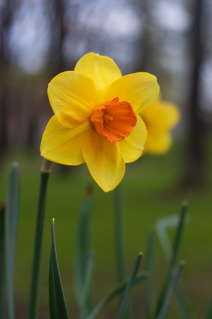 Primavera fiori gialli narcisi. bellissimi fiori gialli.