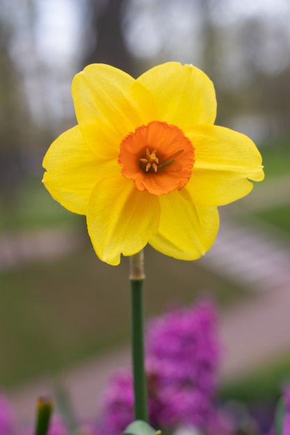 Primavera fiori gialli narcisi. bellissimi fiori gialli.