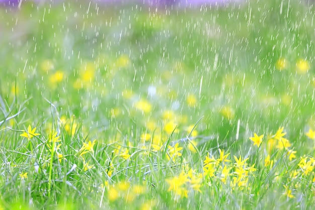 primavera fiori selvatici gocce di pioggia sfondo astratto