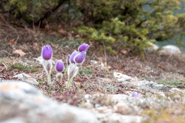 Primavera fiori sonno-erba sullo sfondo di cespugli di ginepro.