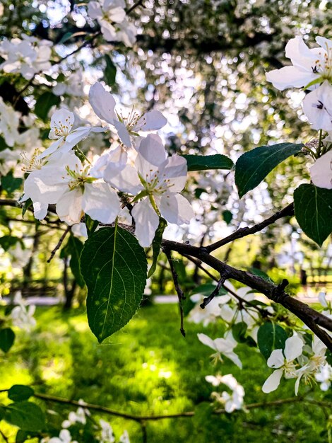 Primavera fioritura tempo primaverile Bianco ramo tenero di un melo in fiore insieme in fiori primo piano Sfondo sfocato chiaro