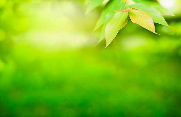 Primavera. Foglia verde naturale nella luce del mattino per sfondo e carta da parati. Natura verde