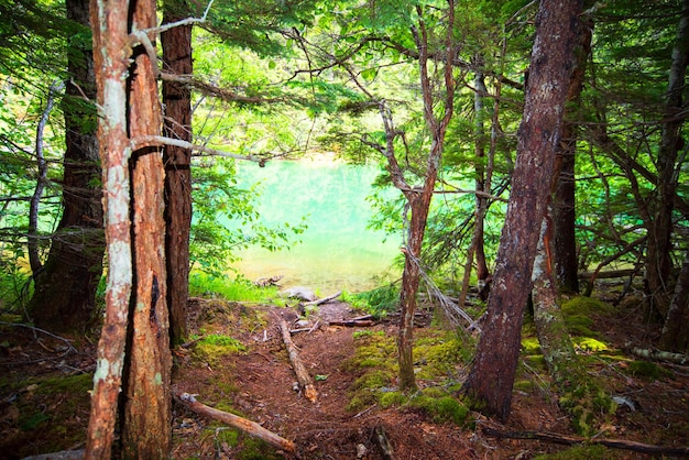 Primavera foresta alberi natura verde legno luce del sole sfondi