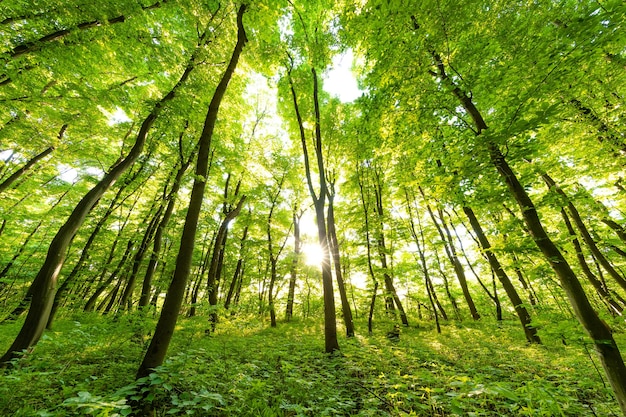 Primavera foresta alberi natura verde legno luce del sole sfondi