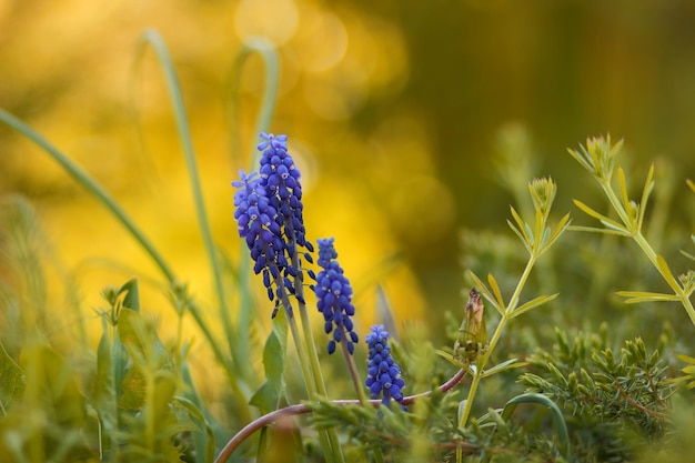 Primavera giovani fiori blu su steli verdi Bellissimi fiori in giardino Fiori blu in primo piano erba