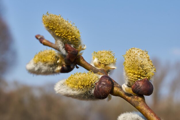 Primavera. Il salice (lat. Salix) sboccia, gli orecchini - le infiorescenze sono sbocciate.