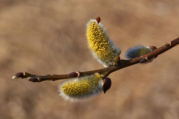 Primavera Il salice lat Salix sboccia, sono sbocciate le infiorescenze degli orecchini