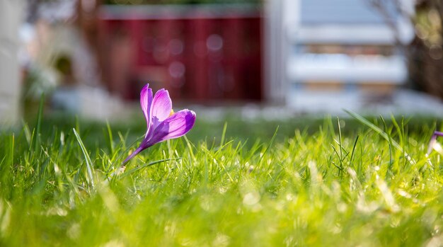 Primavera in cortile Fiori primaverili alla luce del sole cartolina della natura all'aperto