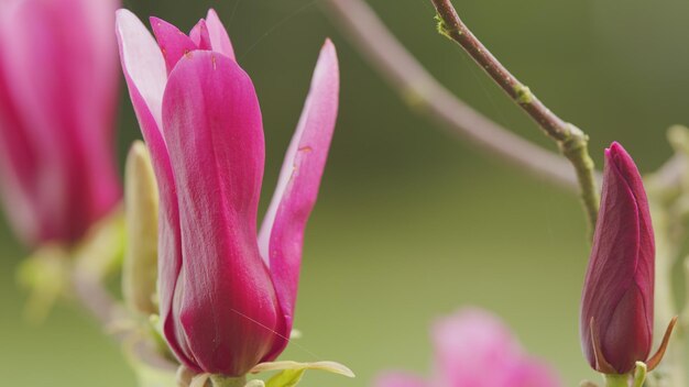 Primavera in fiore bellissimo albero di magnolia rosa in fiore il giorno di primavera da vicino