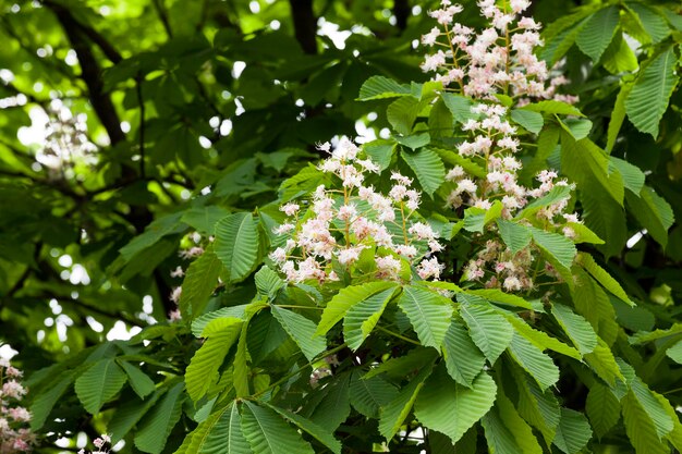 Primavera in fiore di castagno