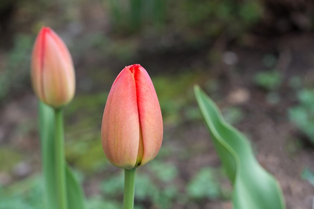 primavera in fiore tulipani rossi bokeh sfondo chiaro Messa a fuoco selettiva fiore di colore brillante