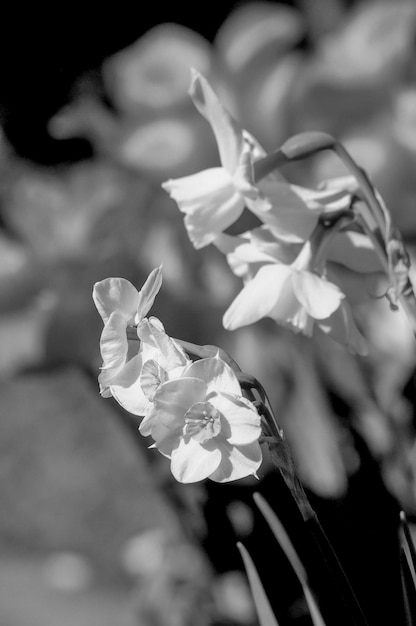 primavera in giardino