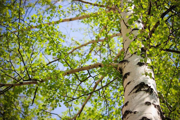 Primavera, la betulla alla luce del sole. Messa a fuoco selettiva