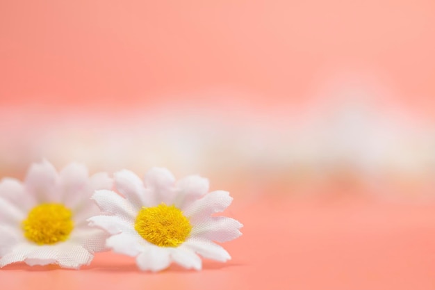Primavera margherita cornice fiori bianchi su morbido sfondo rosa pastello concetto in stile minimo bianco dai