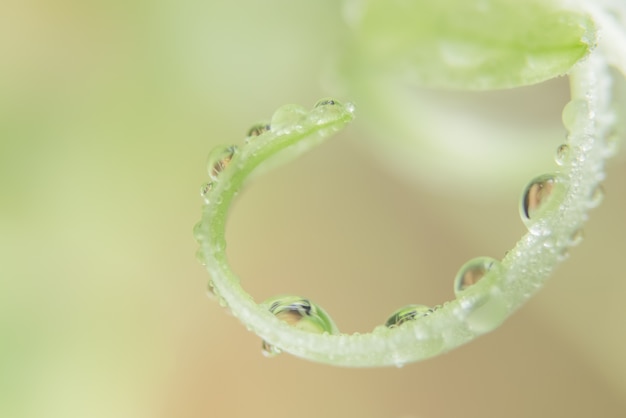 primavera natura sfondo pioggia fresca foglia