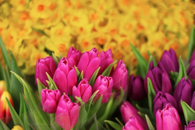 Primavera naturale sfondo floreale tulipani viola primo piano e fiori di narcisi gialli