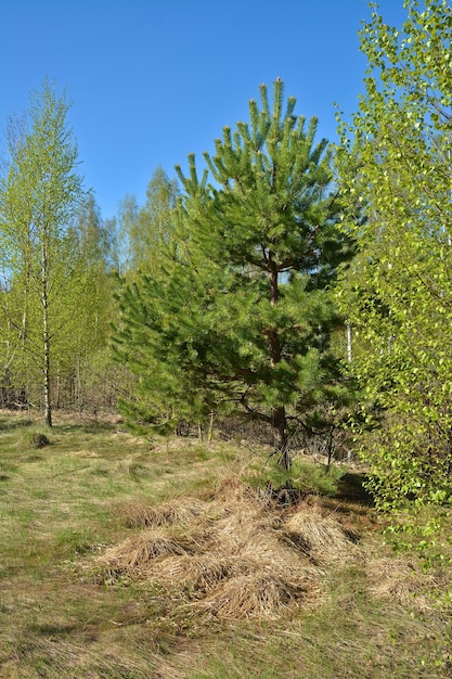 Primavera nel Parco Nazionale Ryazan Meschera