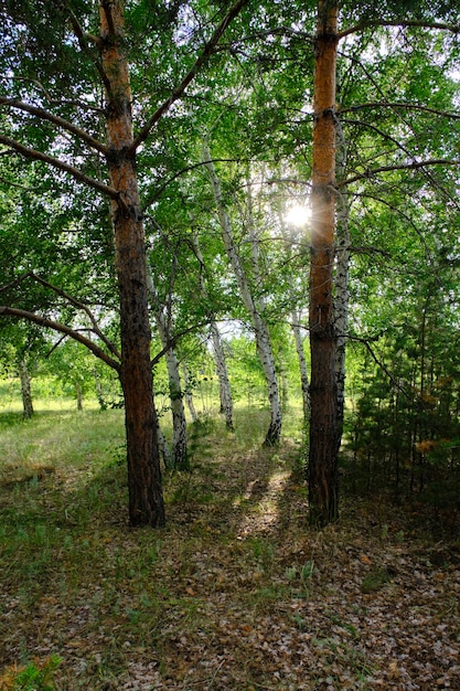 Primavera nella foresta di pini e betulle