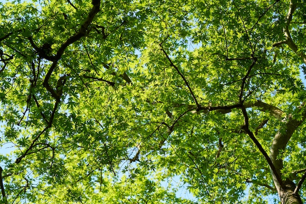 Primavera nella foresta