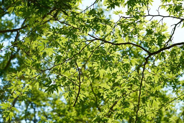 Primavera nella foresta